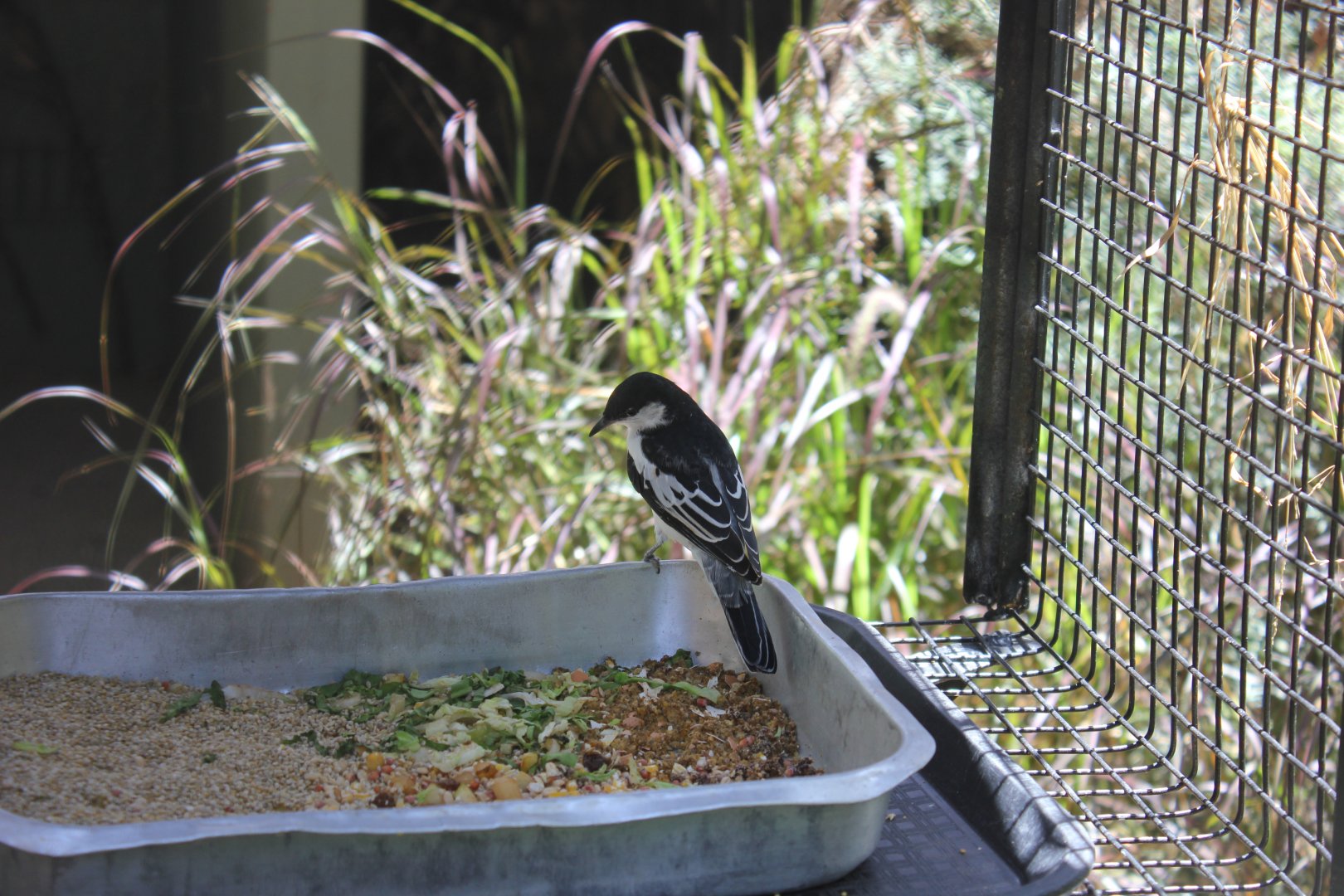 White-winged Triller (Lalage sueurii)