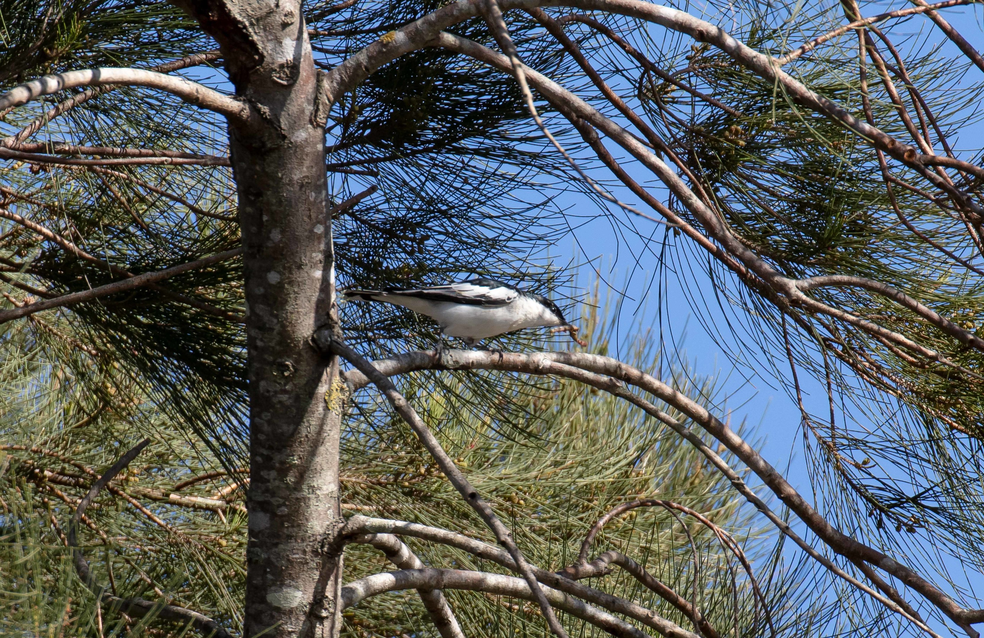 White-winged Triller male
