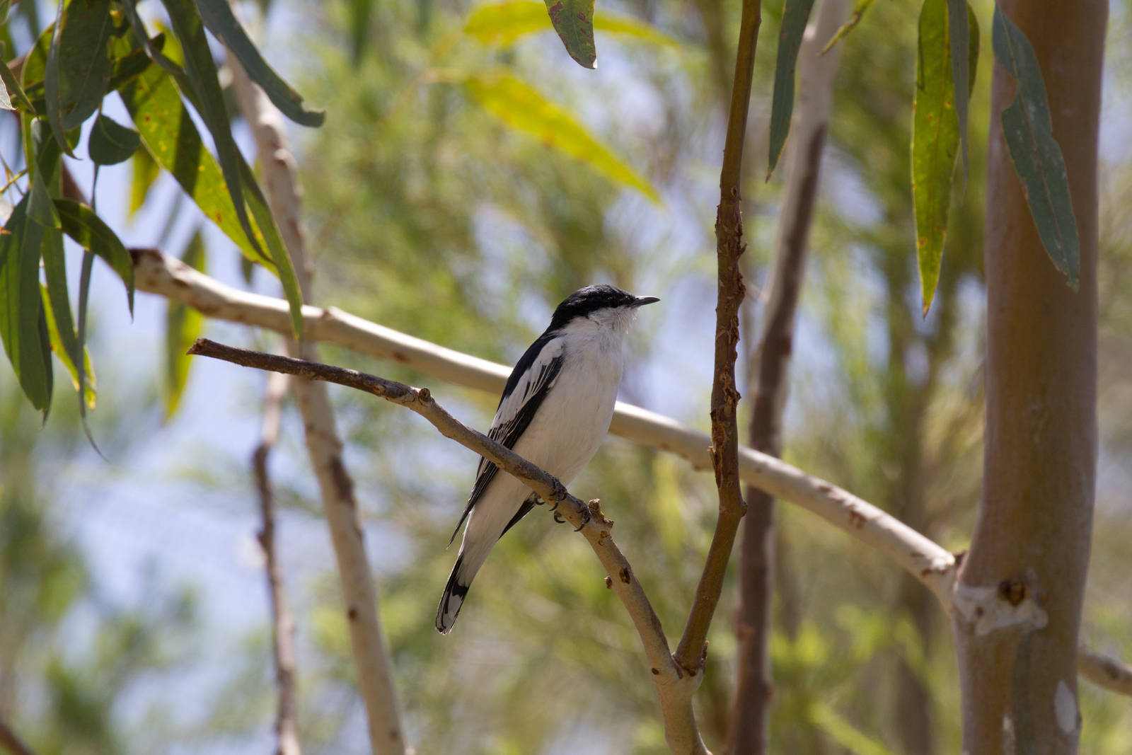 White-winged Triller