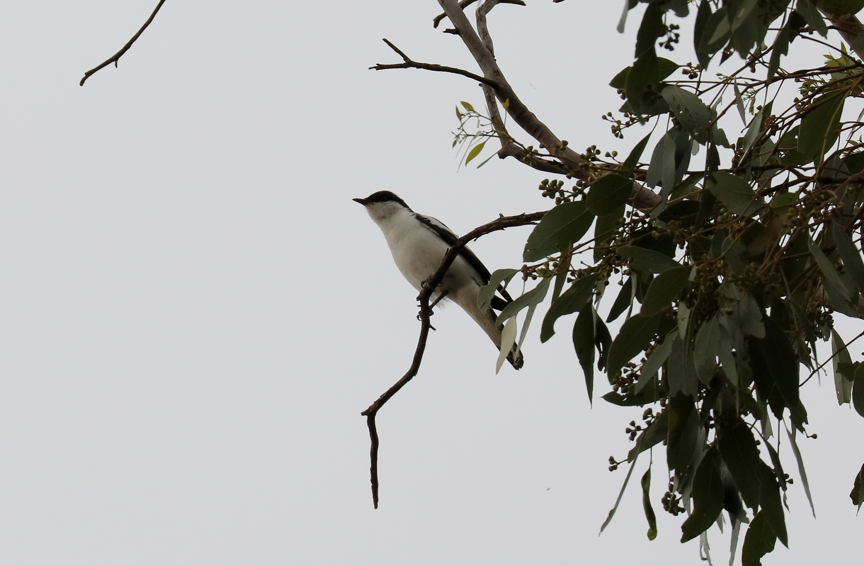 White-winged Triller