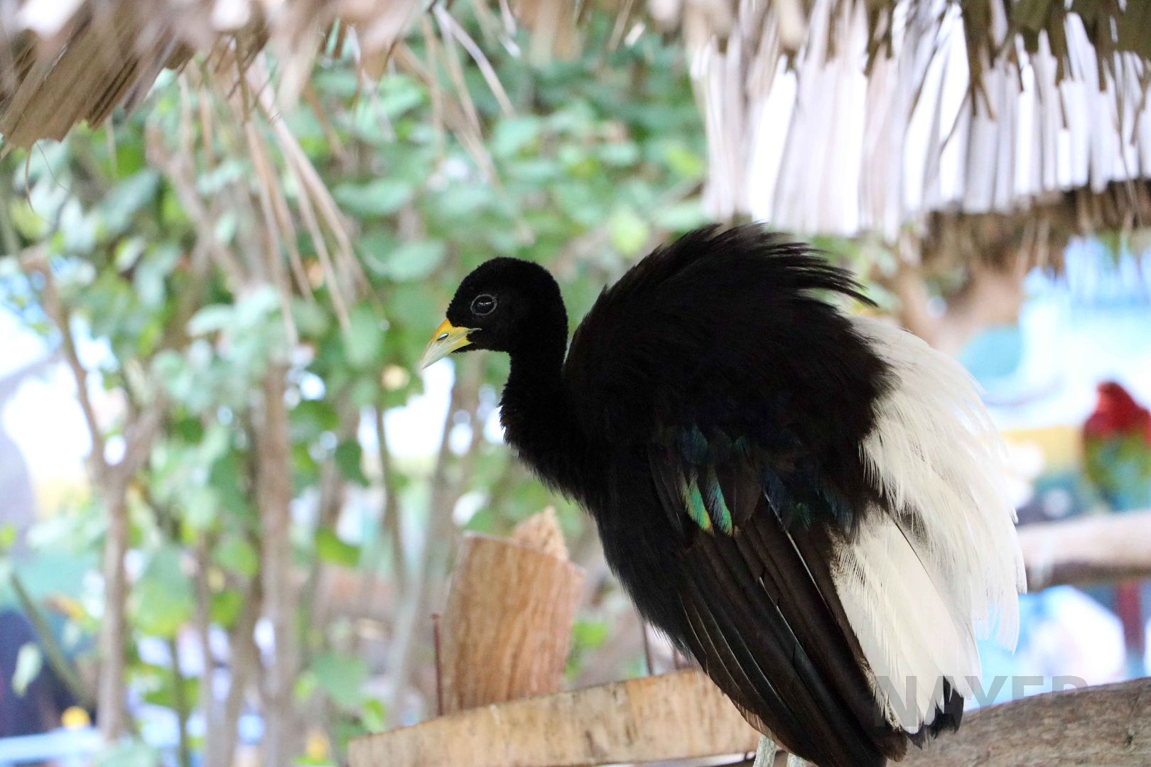 White-winged trumpeter, May 2016