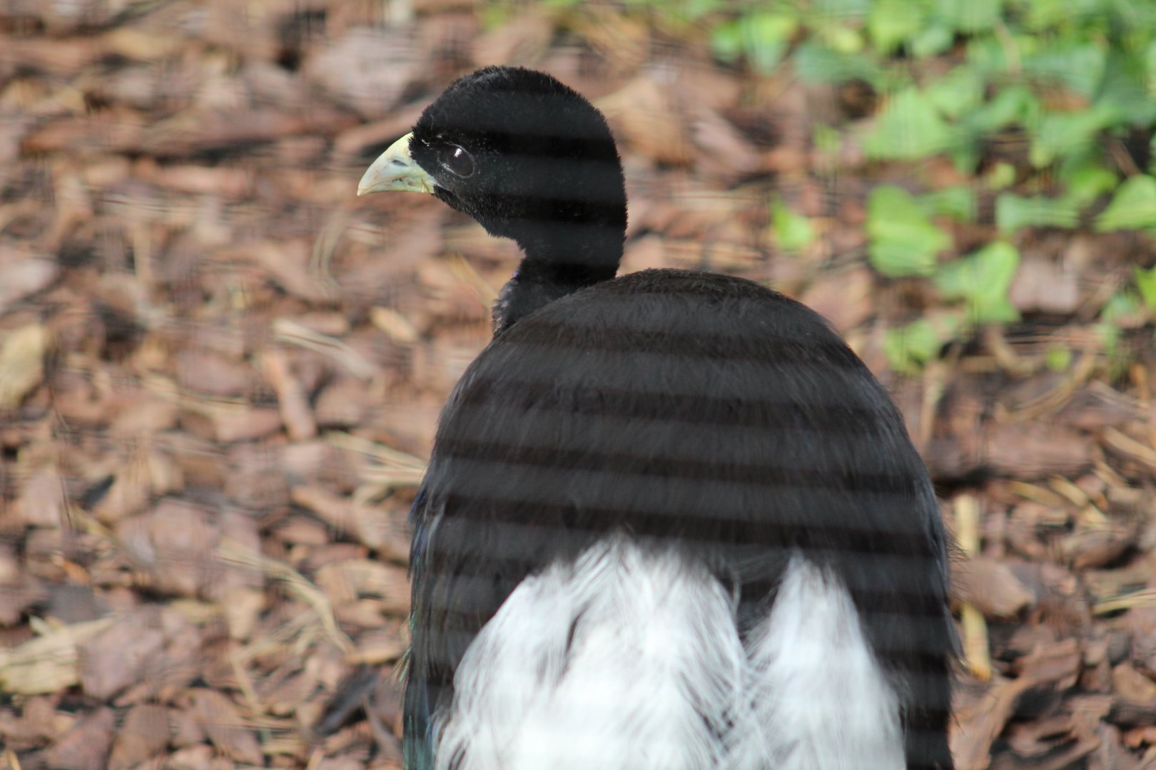 White-Winged Trumpeter