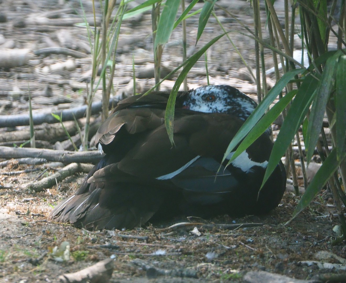 White-winged wood duck (Asarcornis scutulata), 2020-06-12
