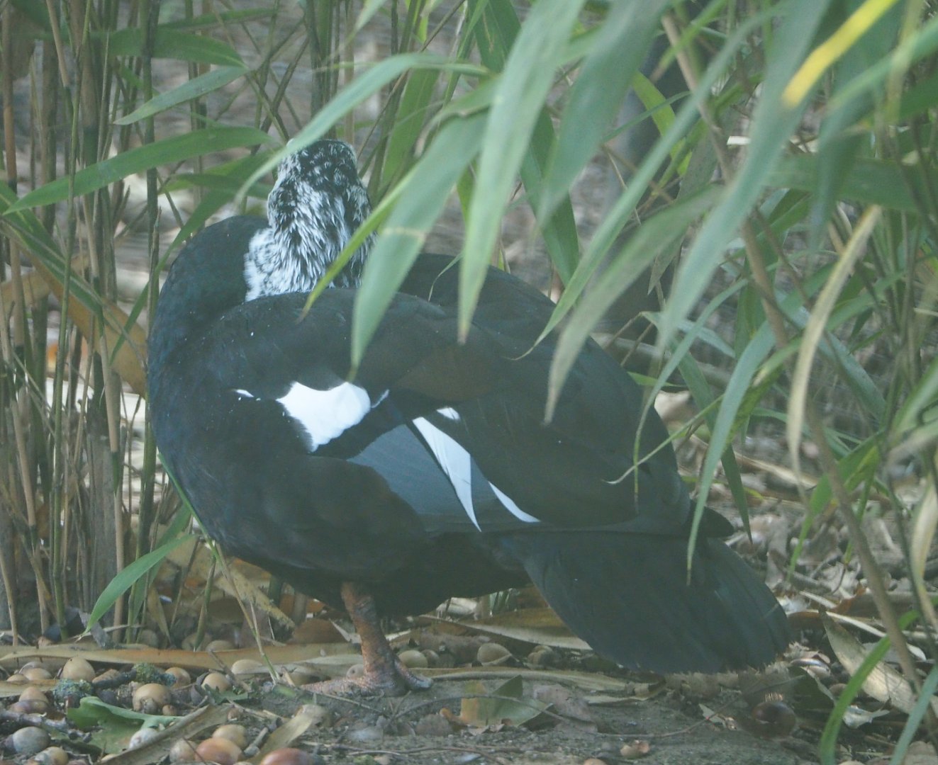 White-winged wood duck 	(Asarcornis scutulata), 2020-09-16