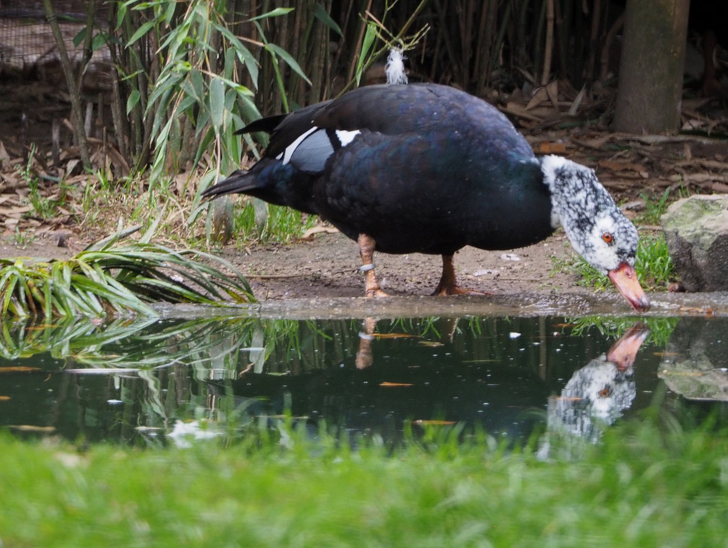 White-winged wood duck (Asarcornis scutulata), 2020-10-19