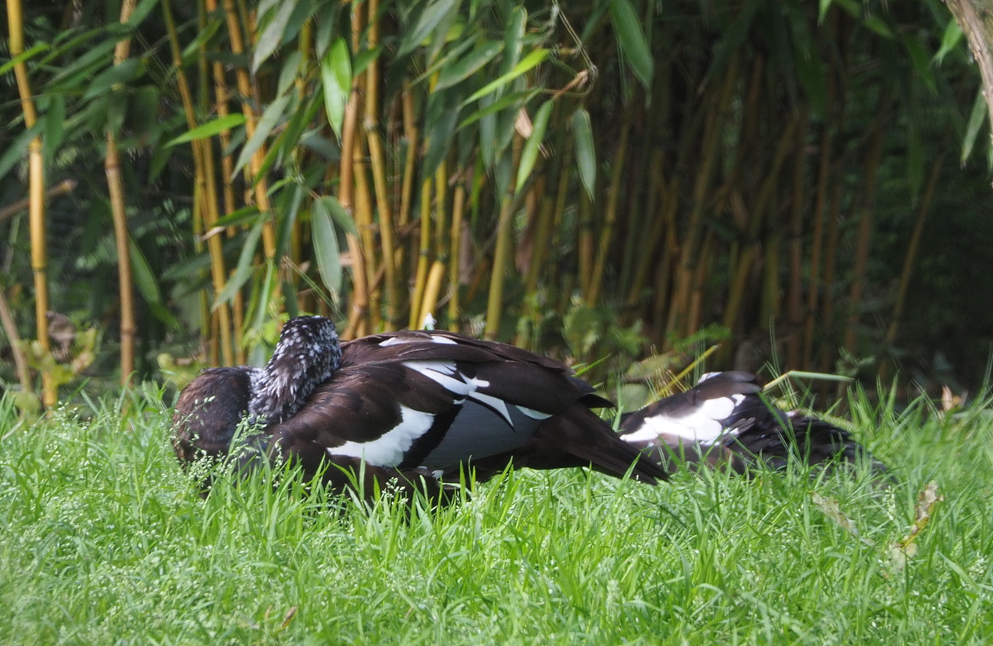 White-winged wood duck (Asarcornis scutulata), 2021-07-20