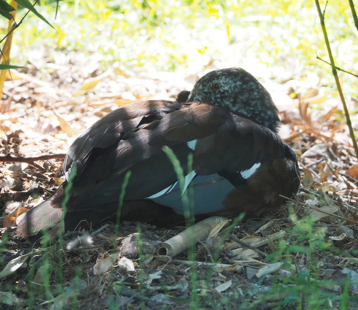 White-winged wood duck (Asarcornis scutulata), 2022-06-15