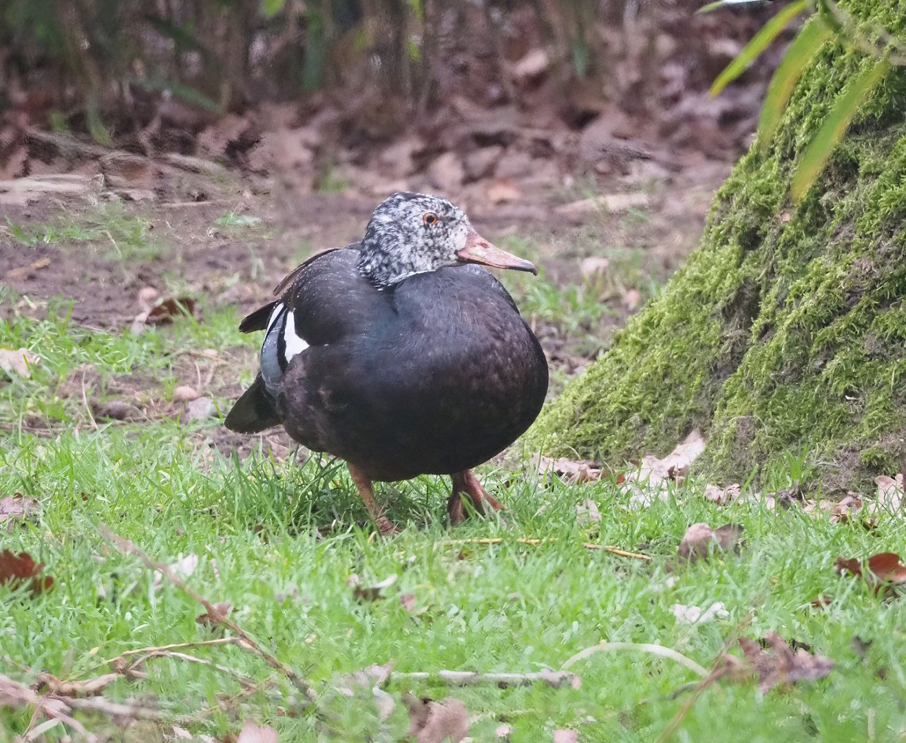 White-winged wood duck (Asarcornis scutulata), 2023-02-19
