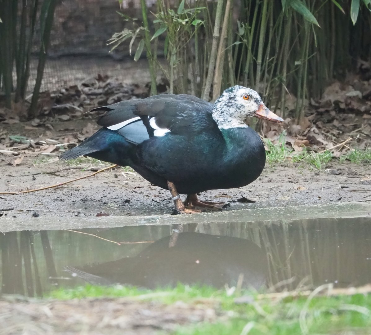 White-winged wood duck (Asarcornis scutulata), 2023-02-19