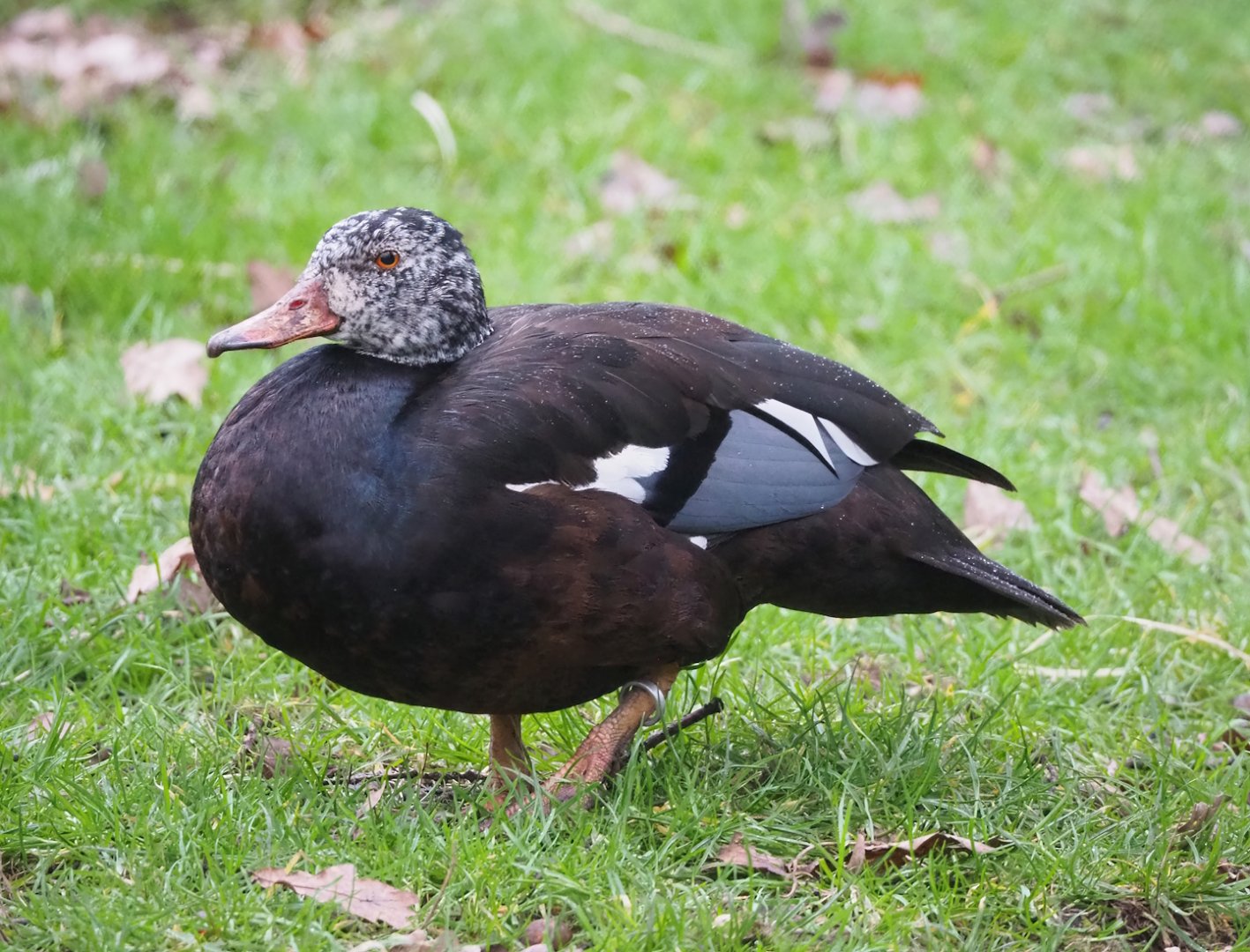 White-winged wood duck (Asarcornis scutulata), 2023-02-19