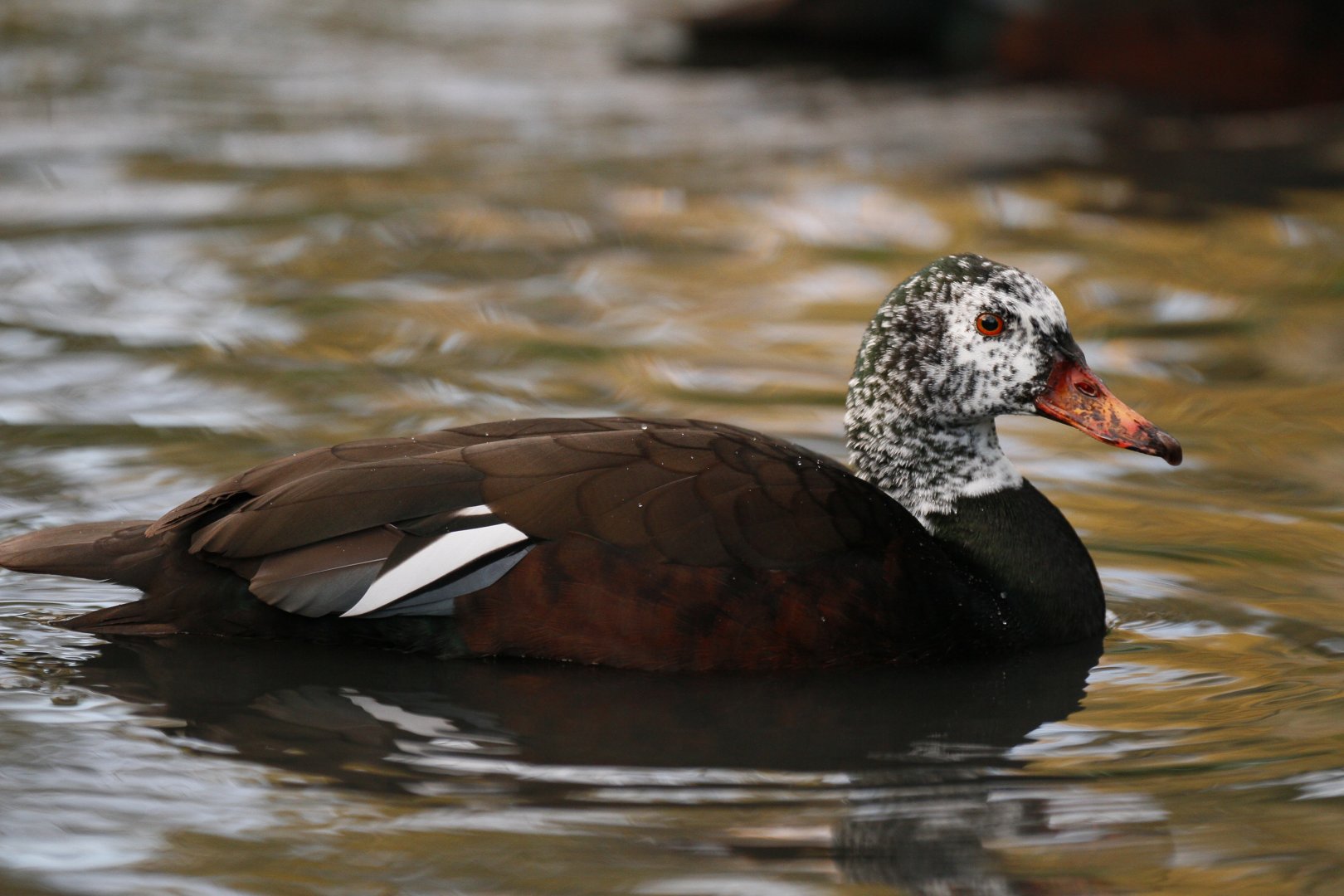White-winged wood duck (Asarcornis scutulata)