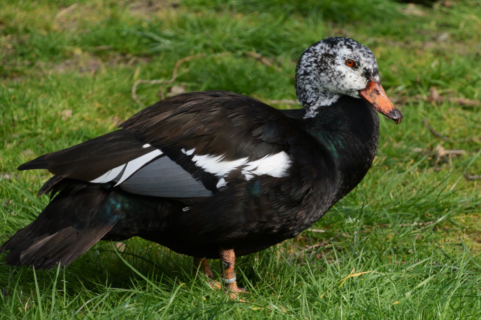 White-winged wood duck (Asarcornis scutulata)