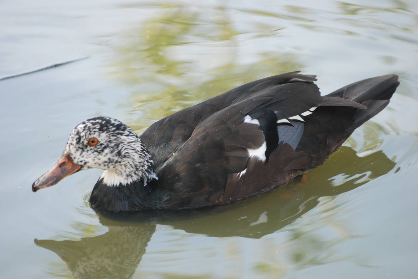 White-winged Wood Duck at Blackbrook, 28/10/11