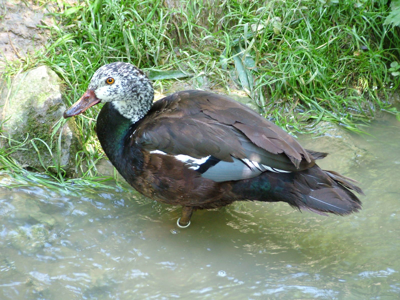 White-winged Wood Duck at Zlin, 28/05/10
