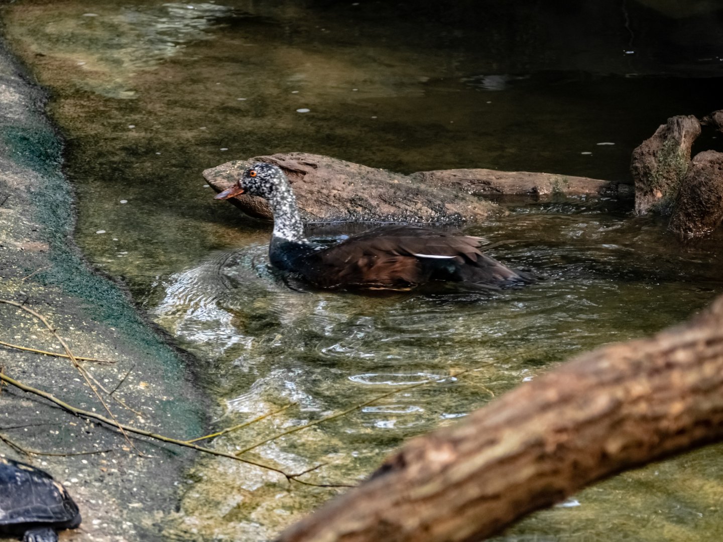 White-winged Wood Duck - Burgers' Bush 2021