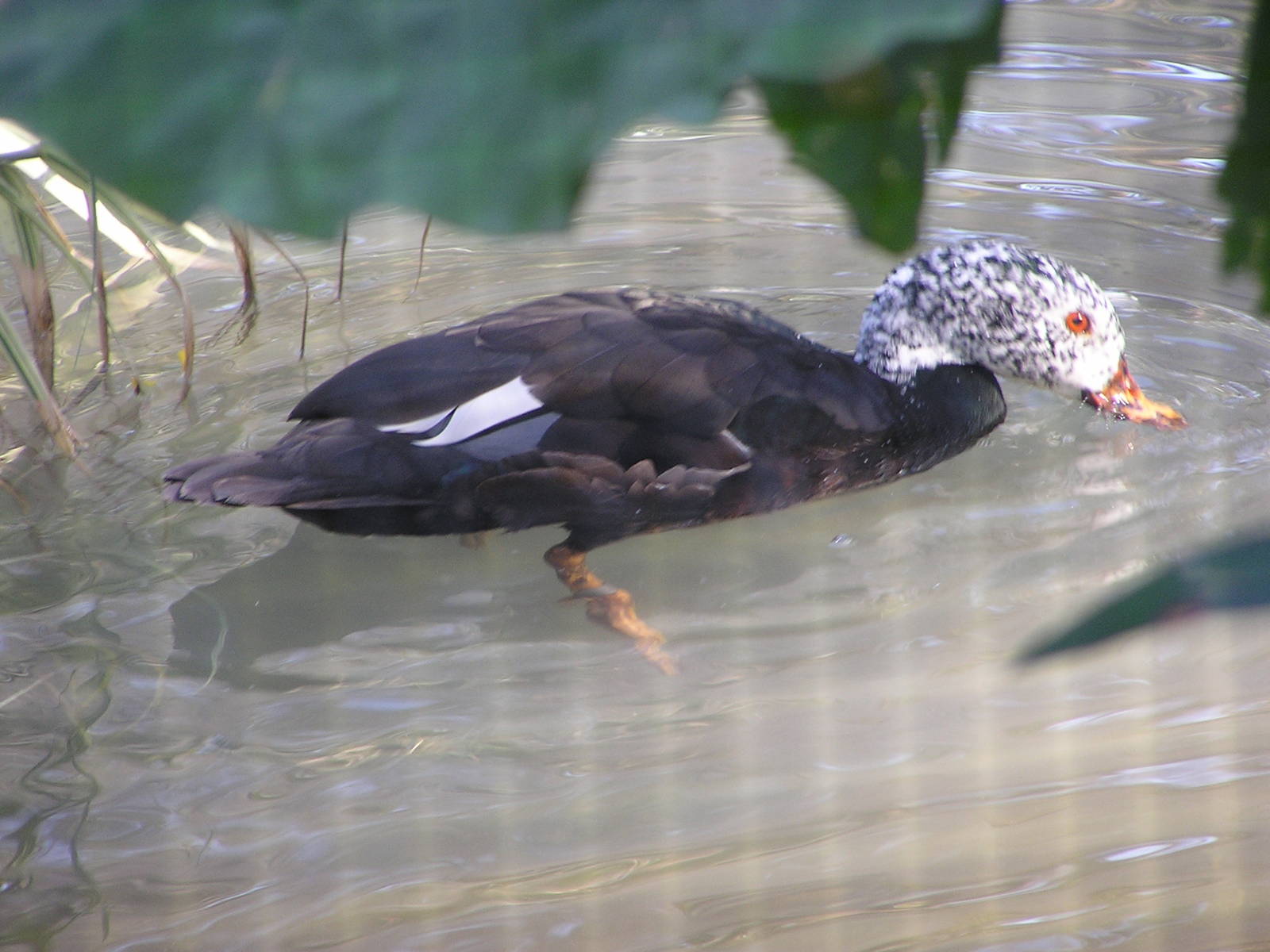 White-winged wood duck/ Cairina scutulata