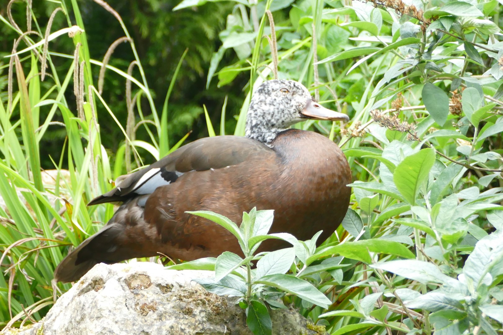 White-winged wood duck, May 2018