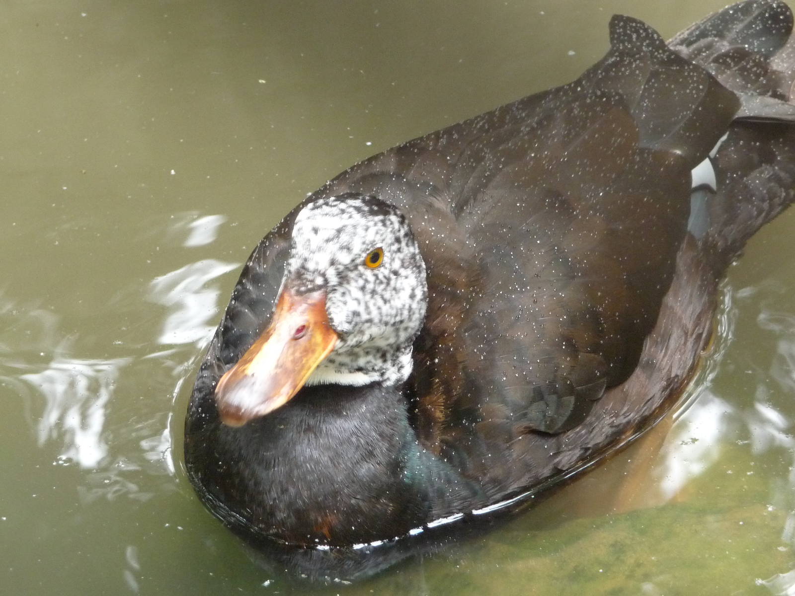White-winged Wood Duck