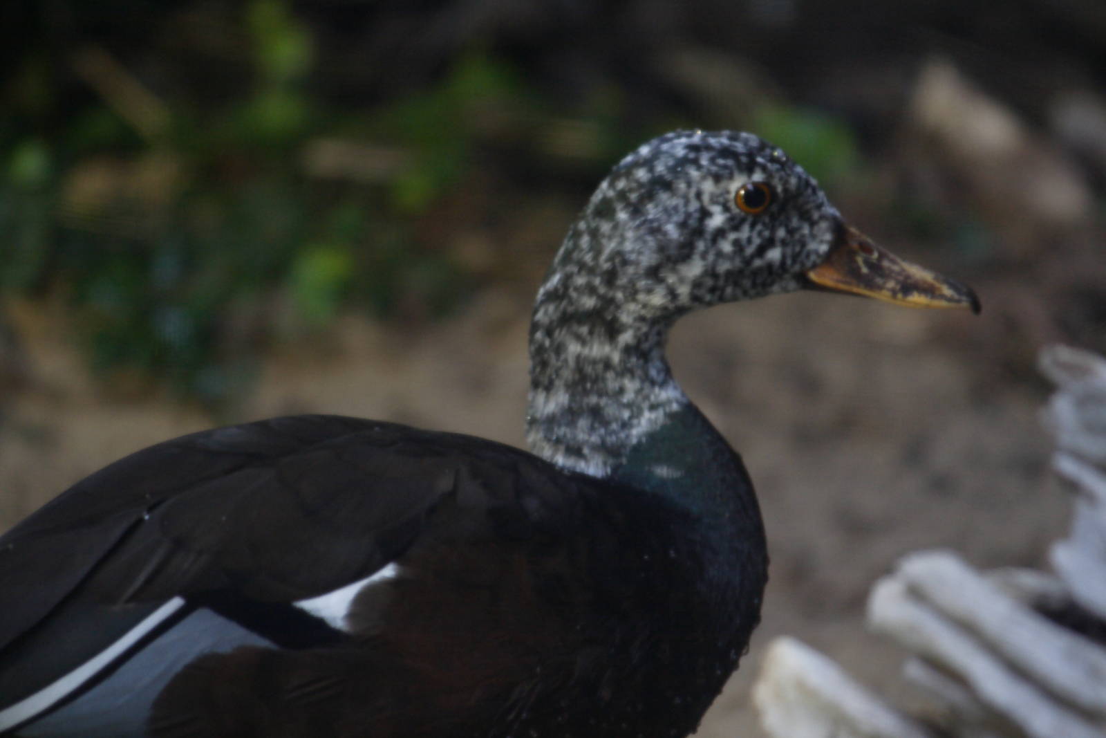 White-winged wood duck