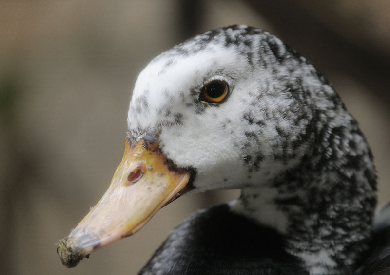 White-winged wood duck