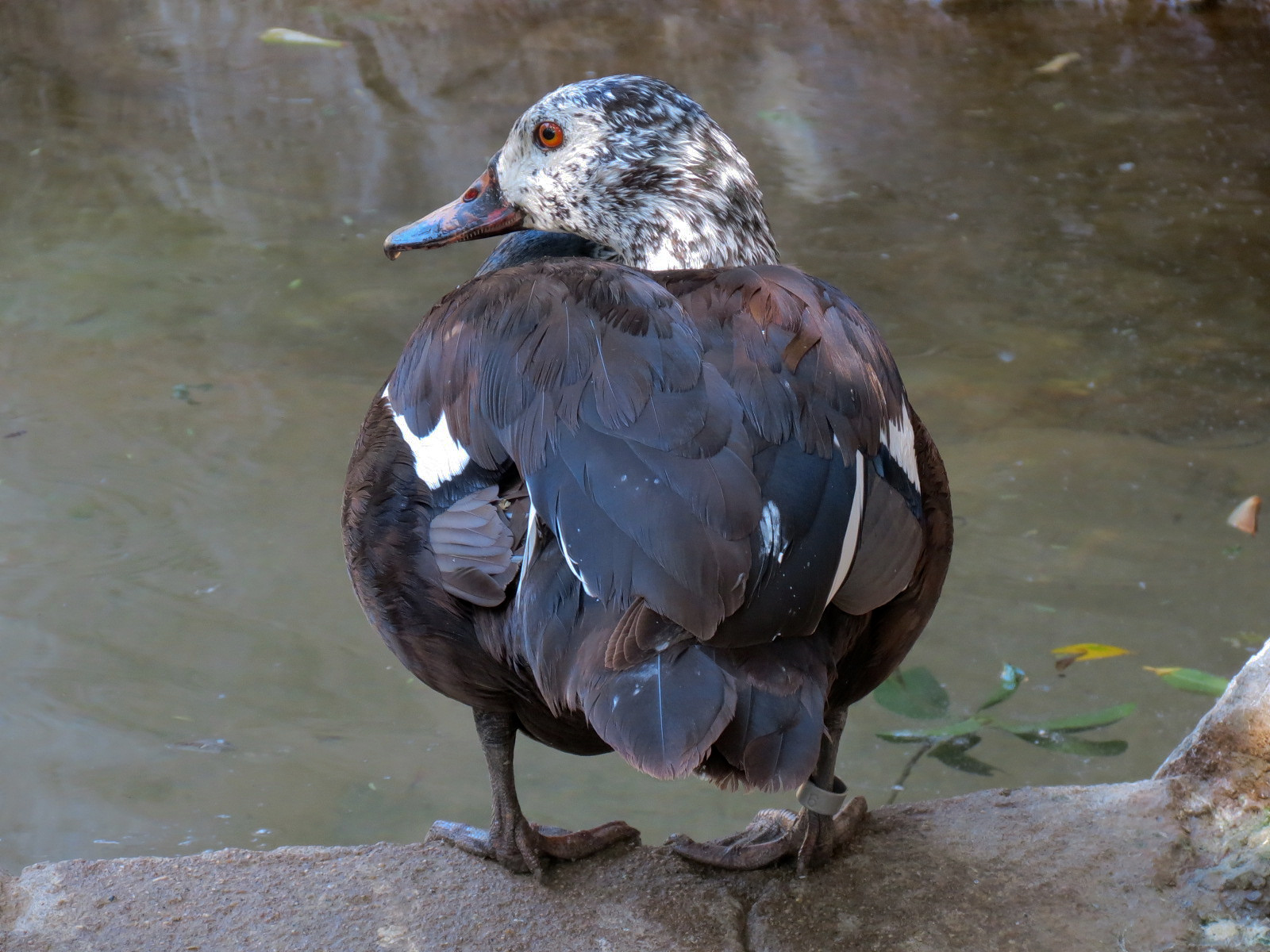 White-winged Wood Duck