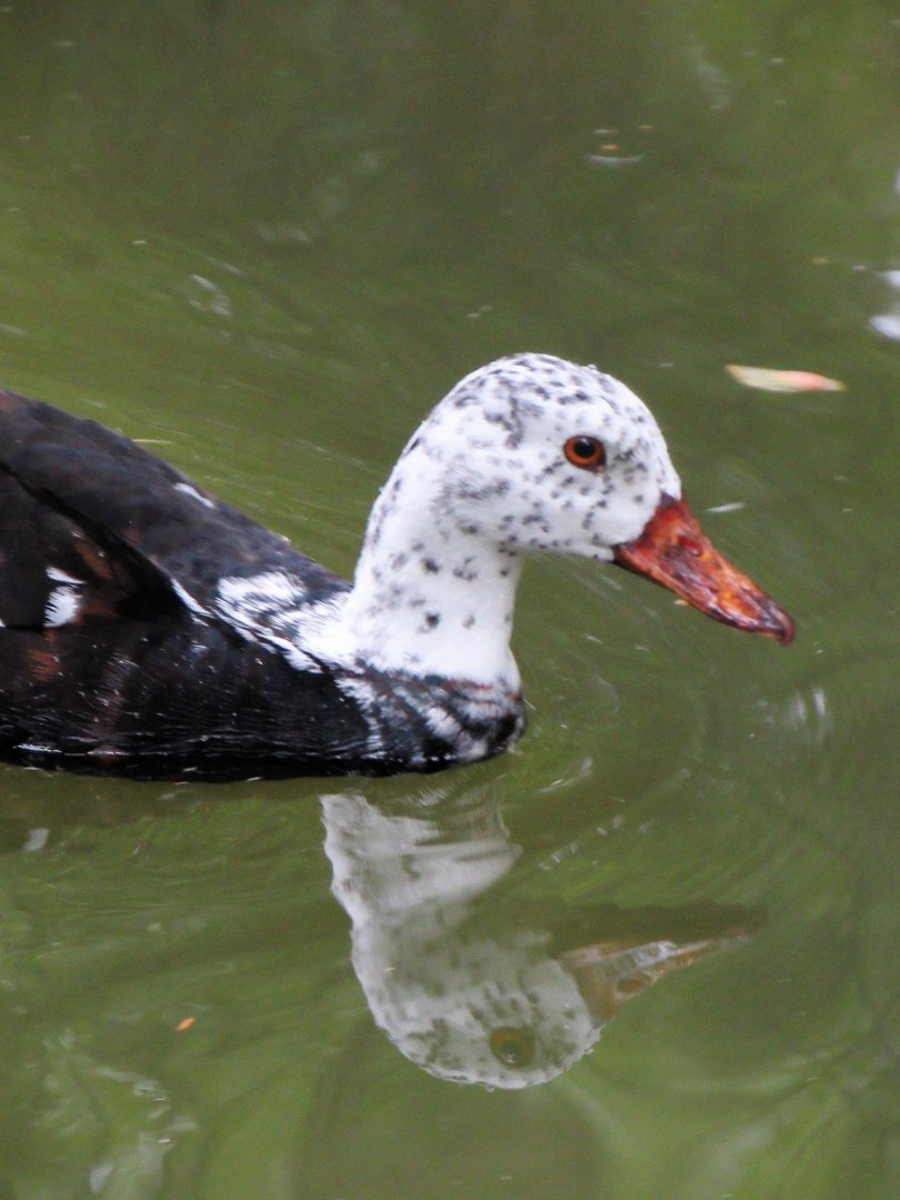 White-winged wood duck