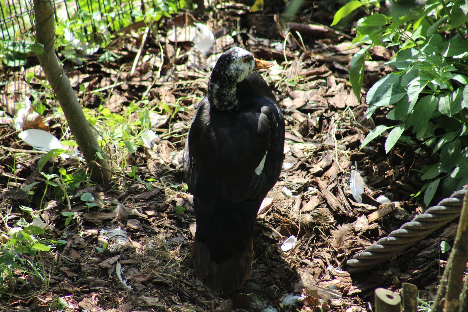White-Winged Wood Duck