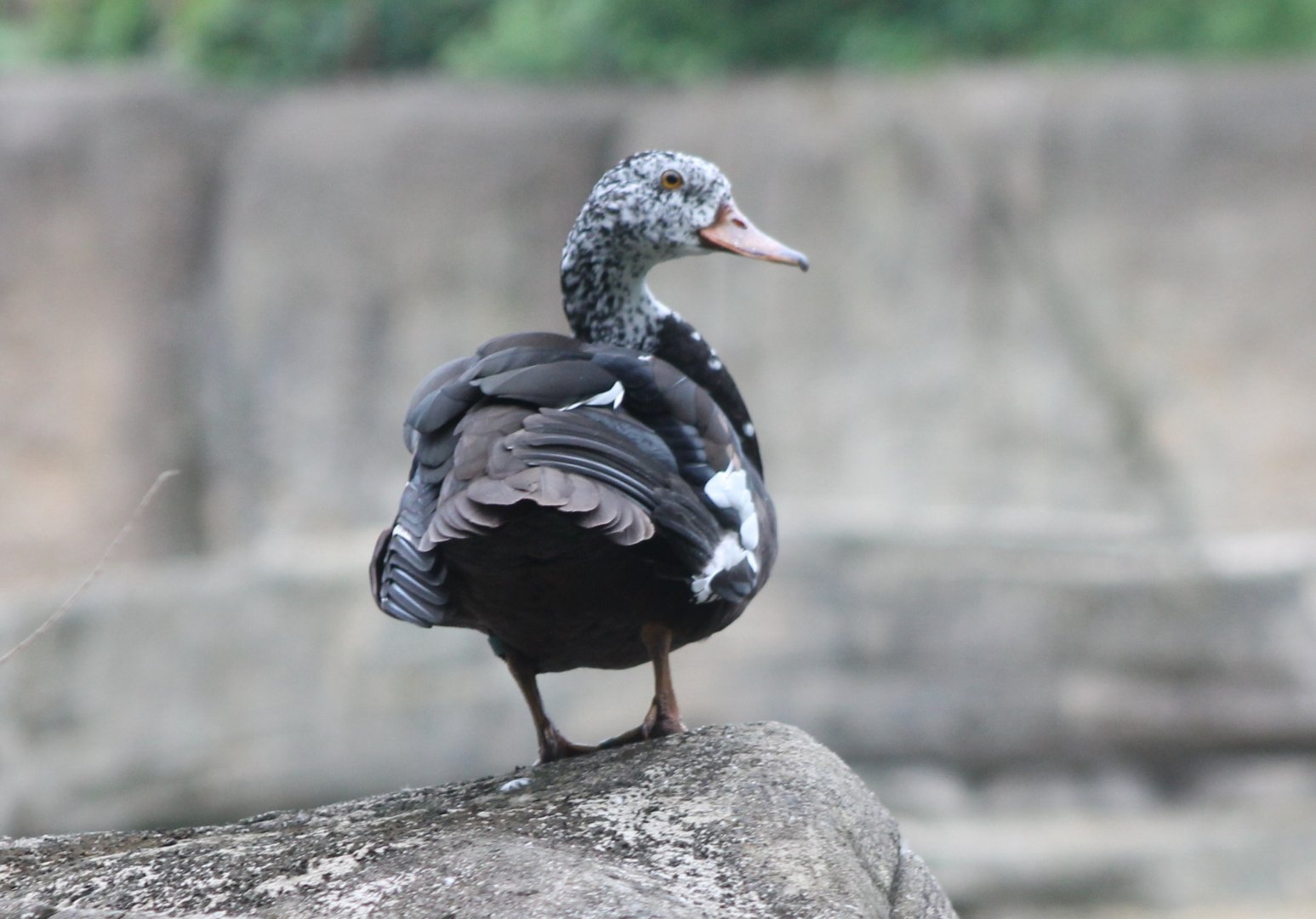 White-winged wood-duck