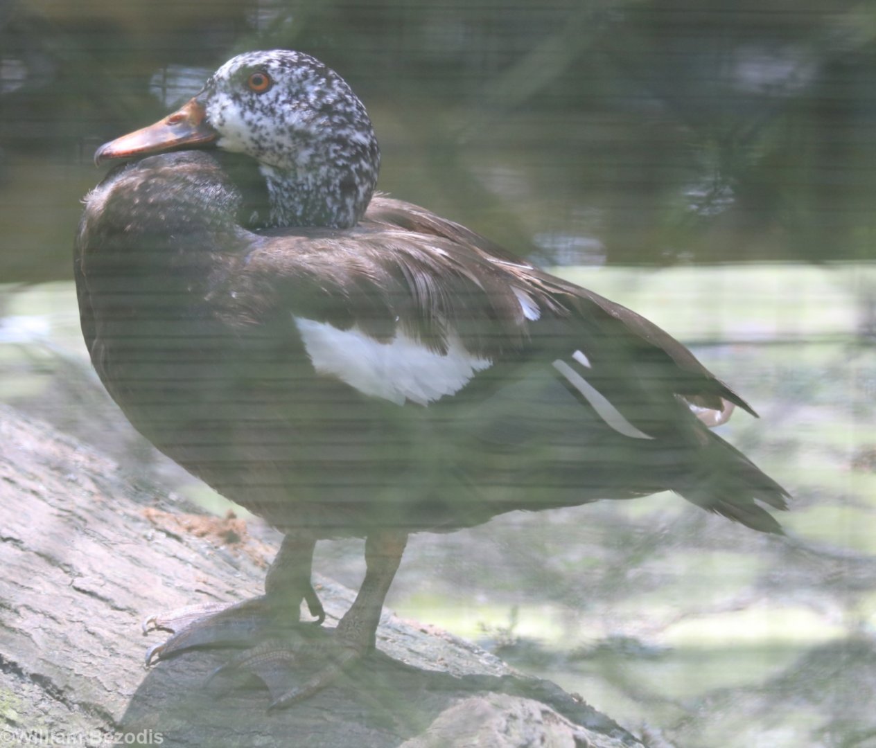 White-winged Wood Duck