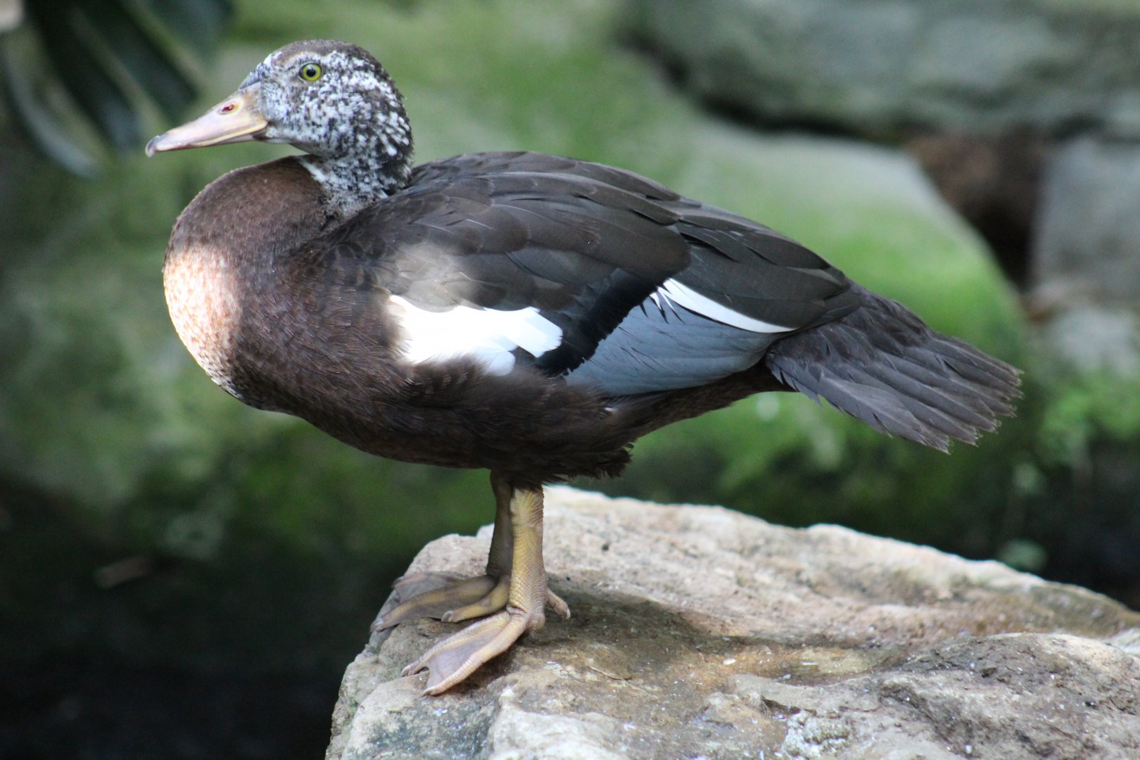 White-Winged Wood Duck