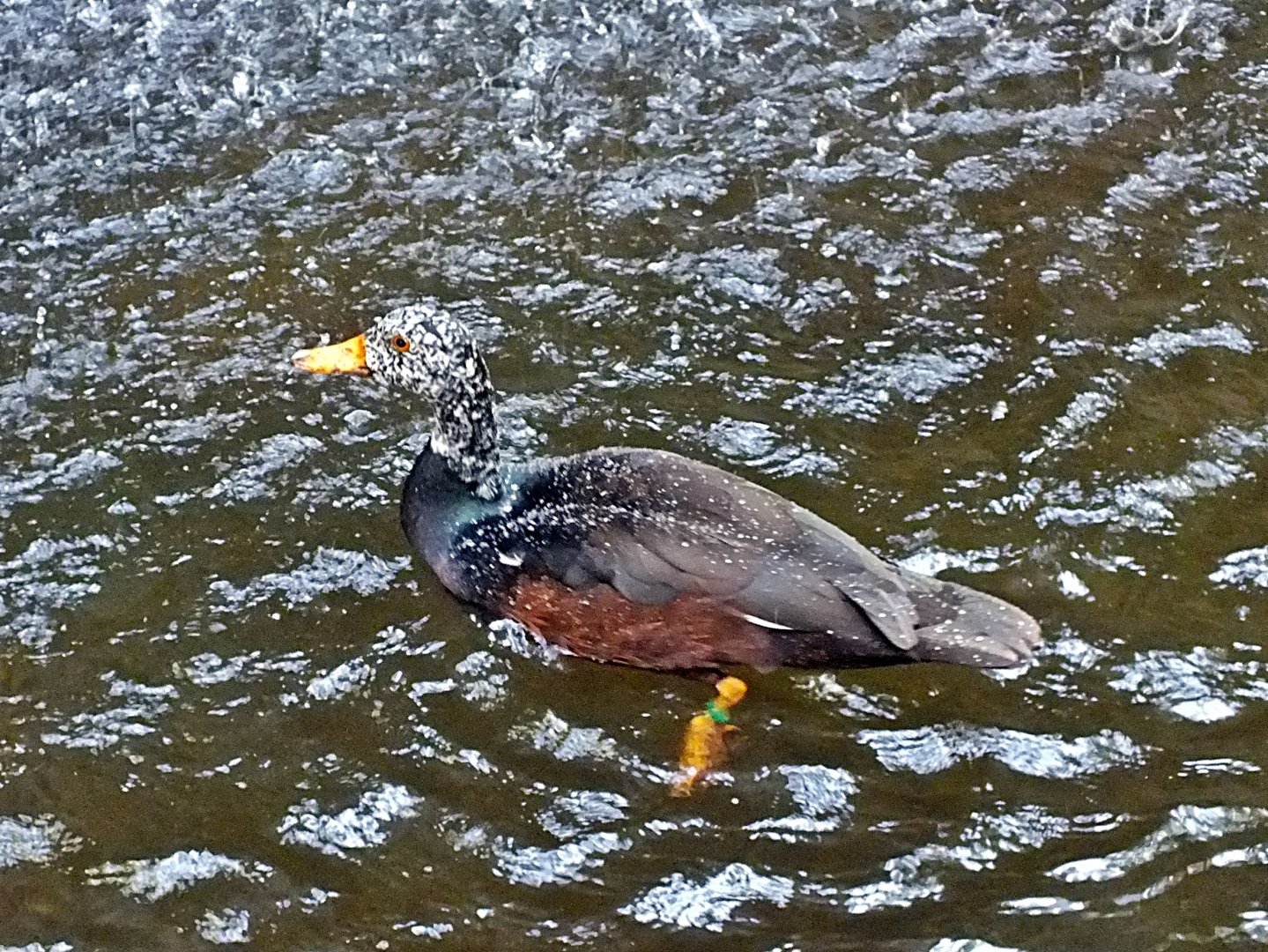 White-winged wood duck