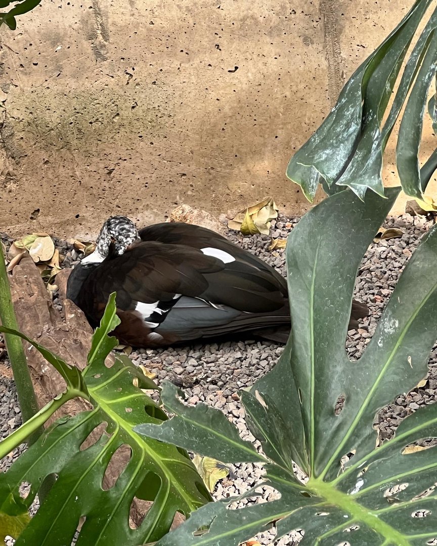 White-winged wood duck