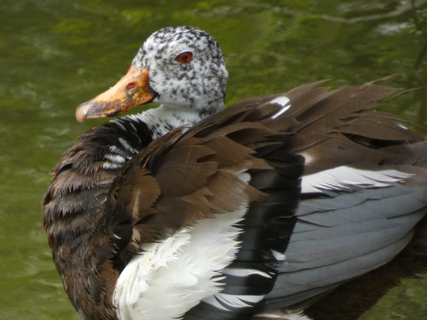 White-winged wood duck