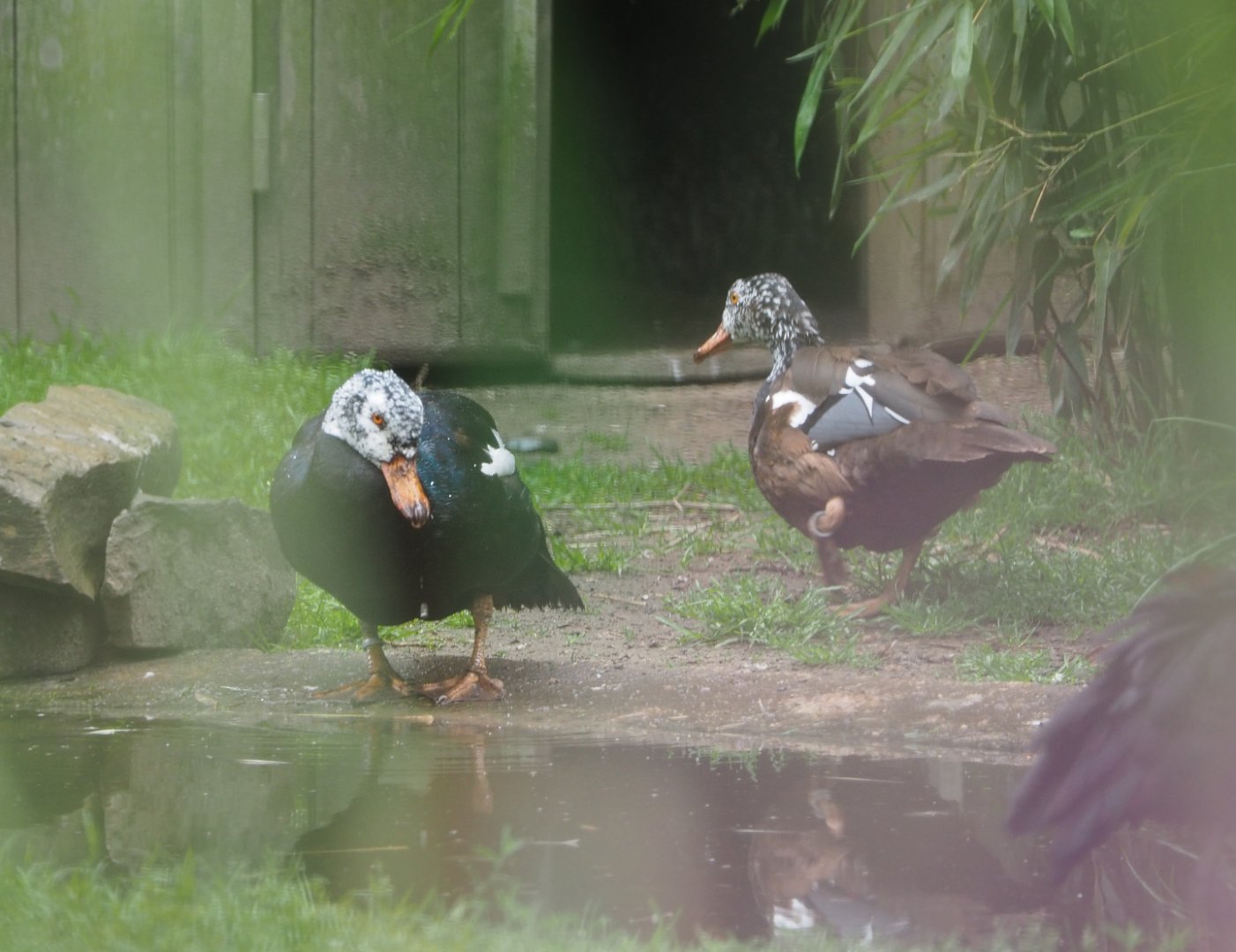 White-winged wood ducks (Asarcornis scutulata), 2020-07-14