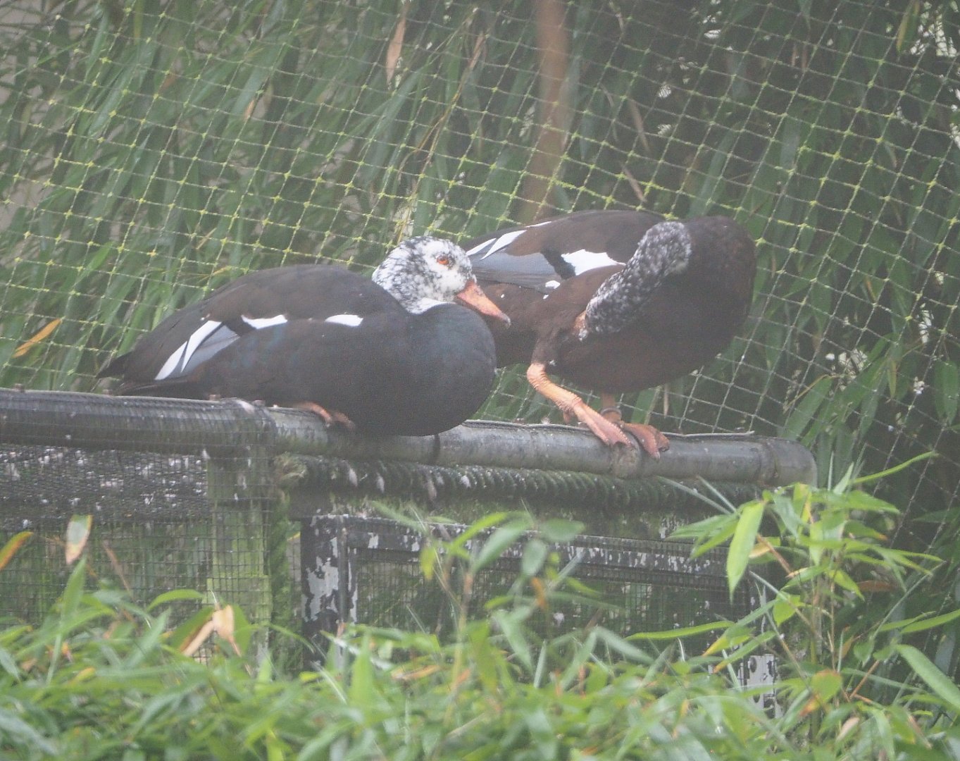 White-winged wood ducks (Asarcornis scutulata), 2021-10-10
