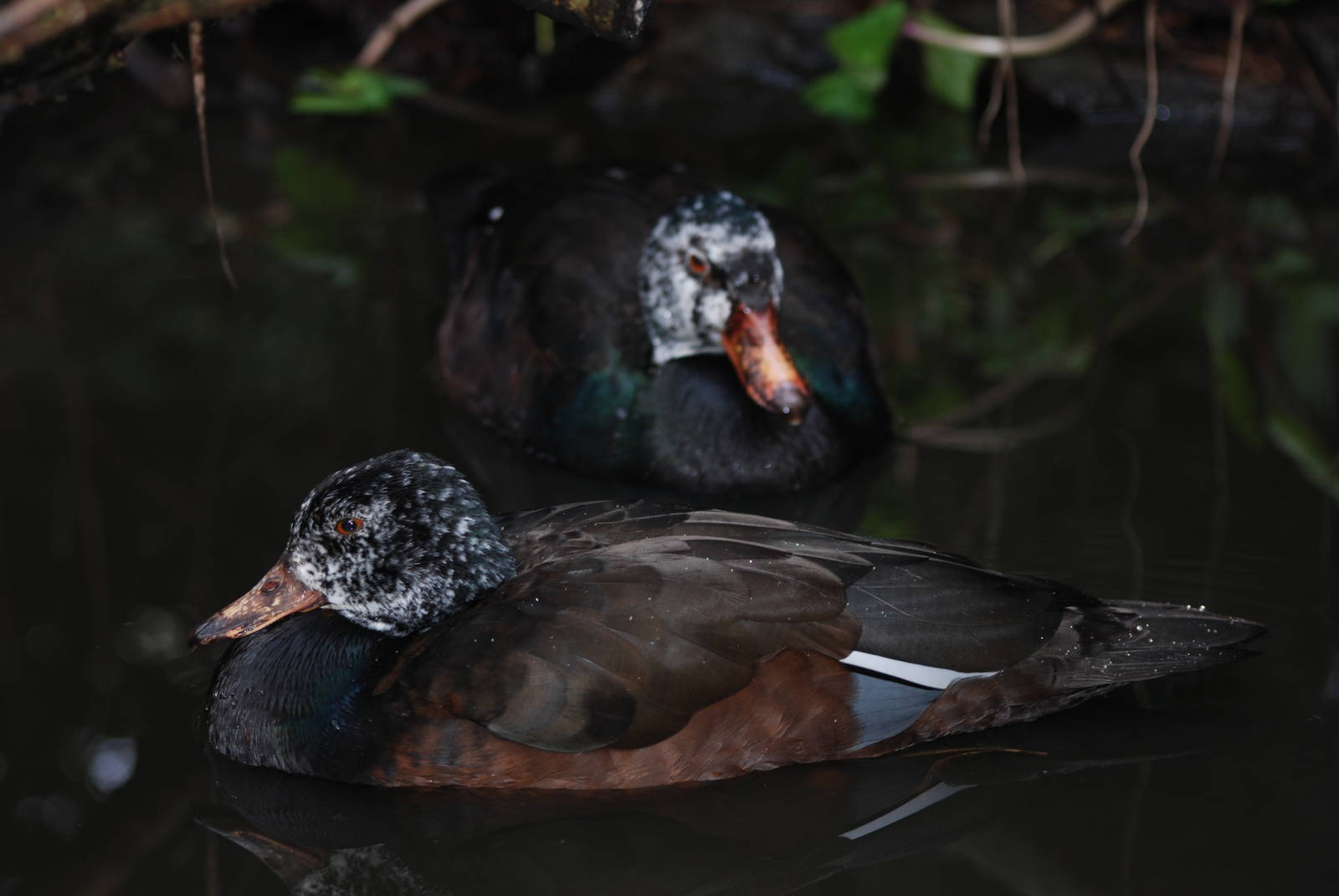 White-winged Wood Ducks at Bristol, 06/02/12