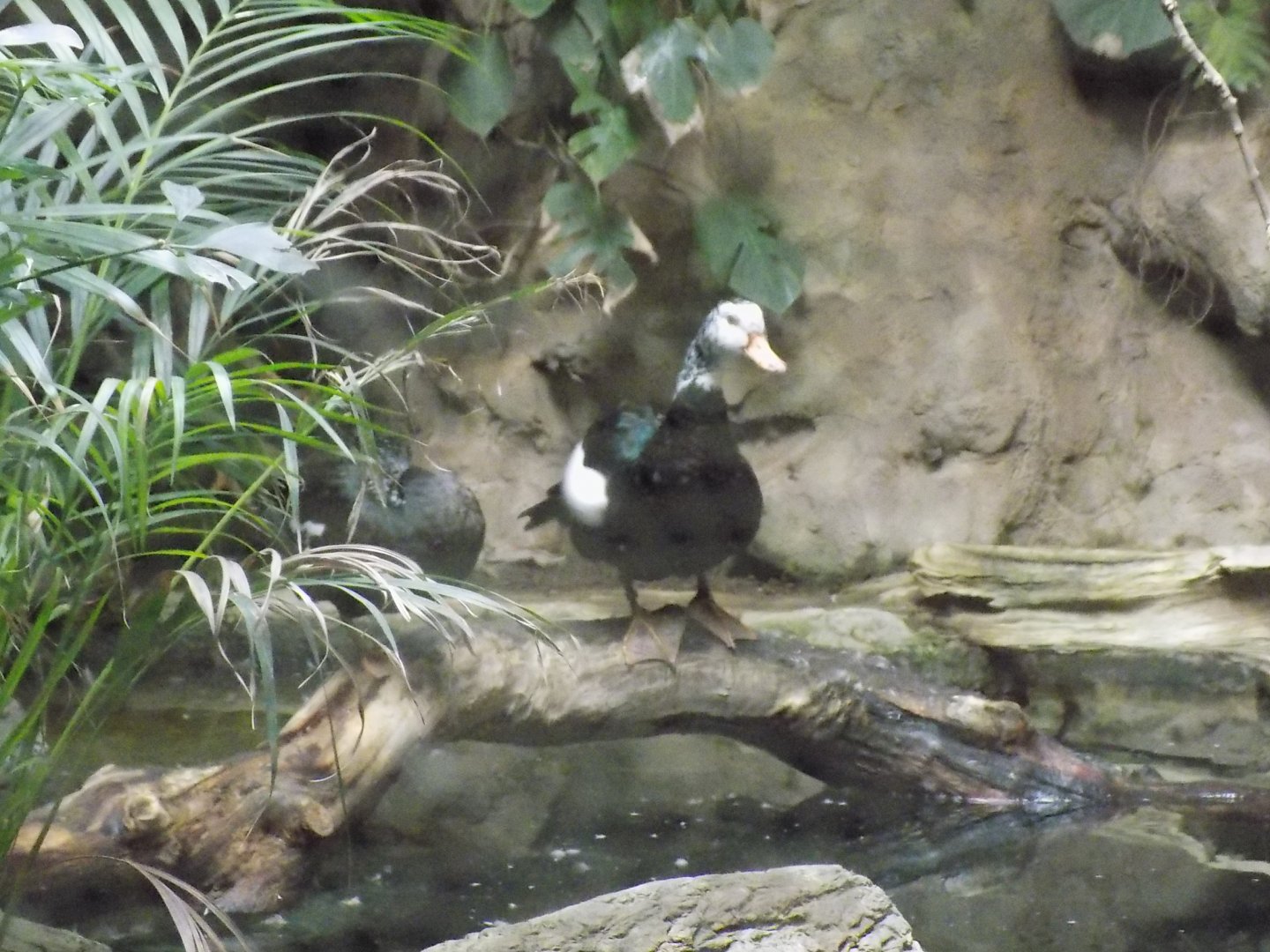 White Winged Wood Ducks