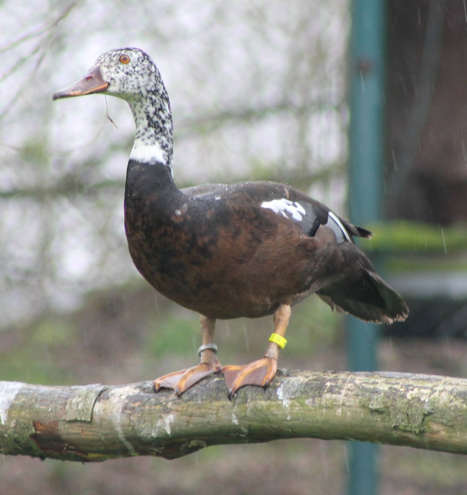 white-winged woodduck