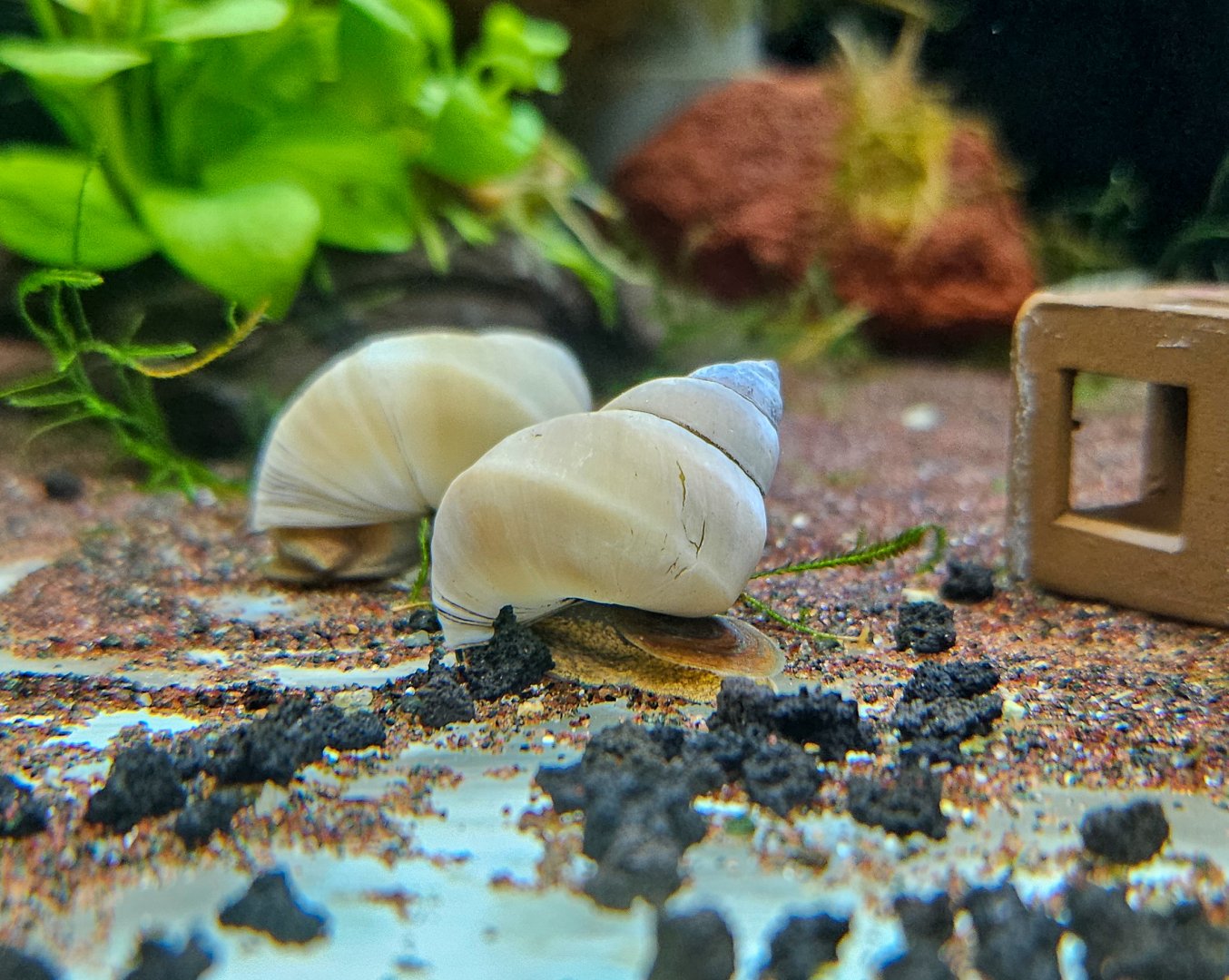 White Wizard Snail (Filopaludina martensi cambodjensis)