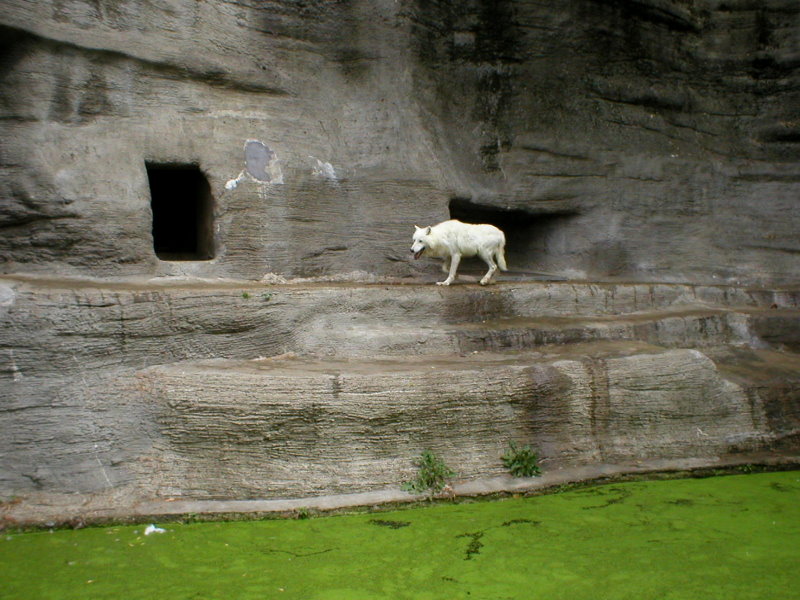 White wolf at Leipzig in 2003