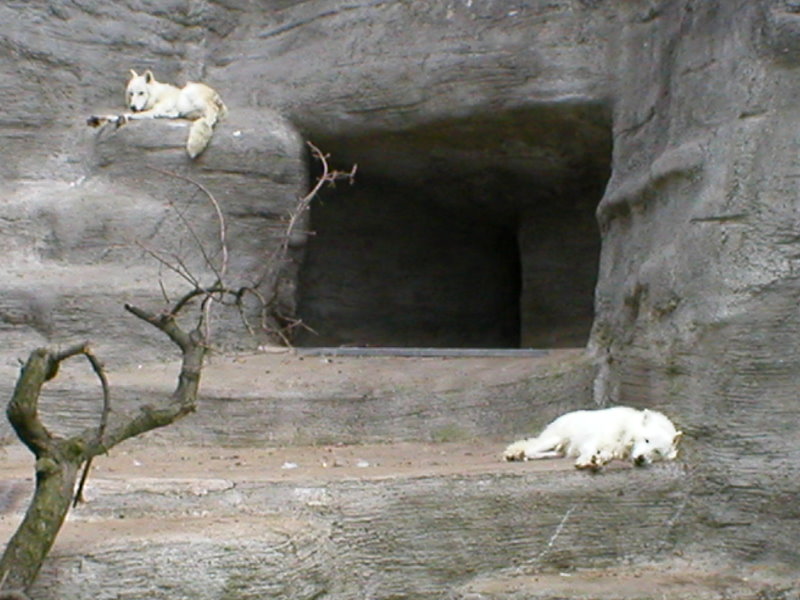 White wolf at Leipzig in 2003