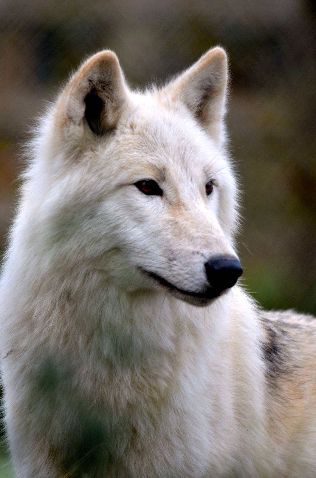White Wolf at Woodside Wildlife & Falconry Park in Lincolnshire