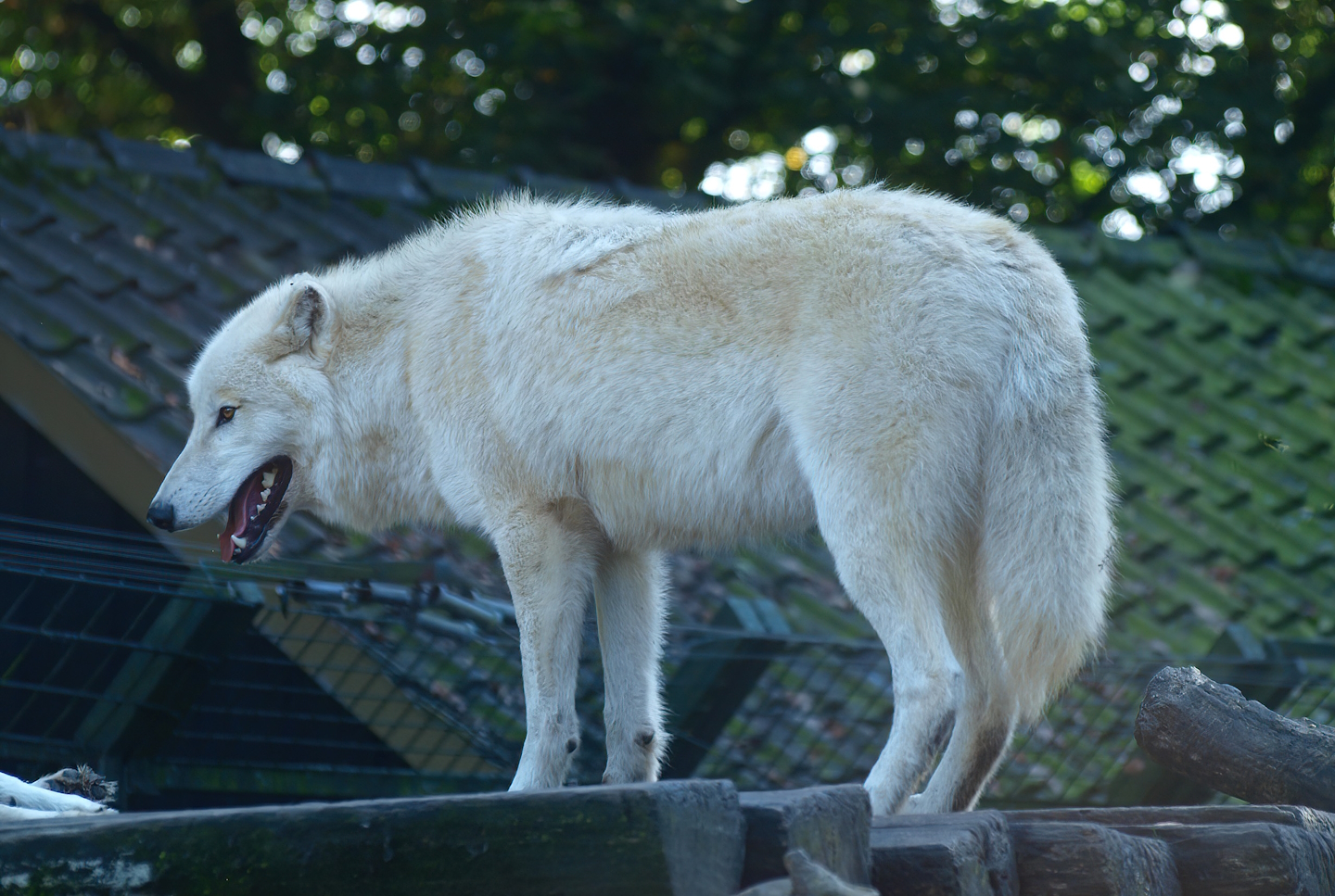 White wolf (Canis lupus), 2014-10-19