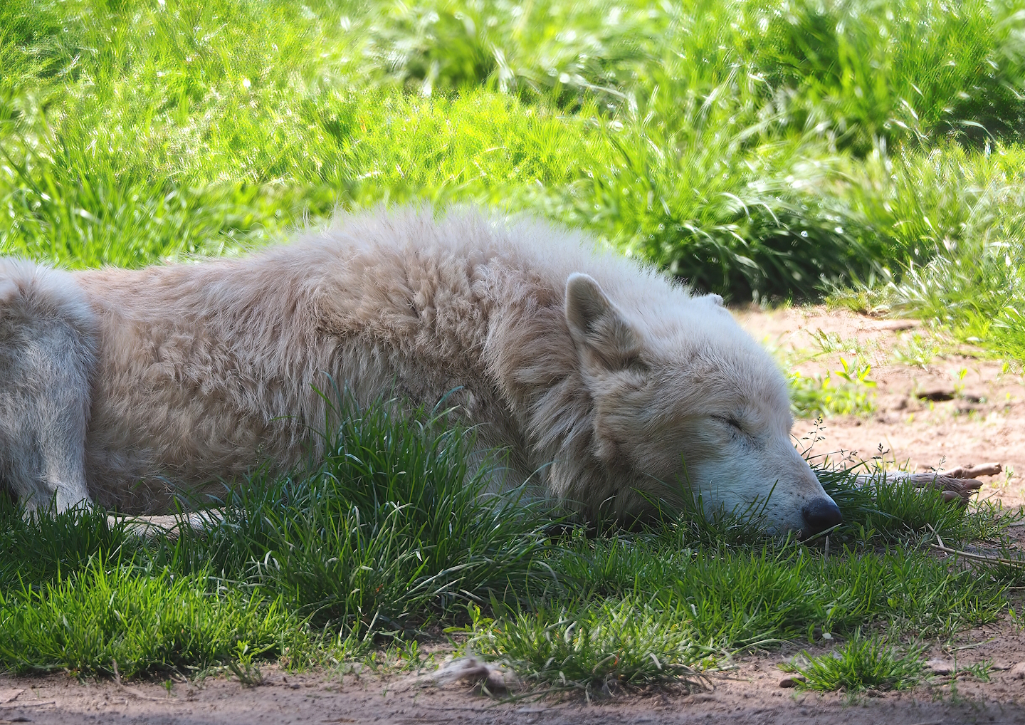 White wolf (Canis lupus), 2023-05-19