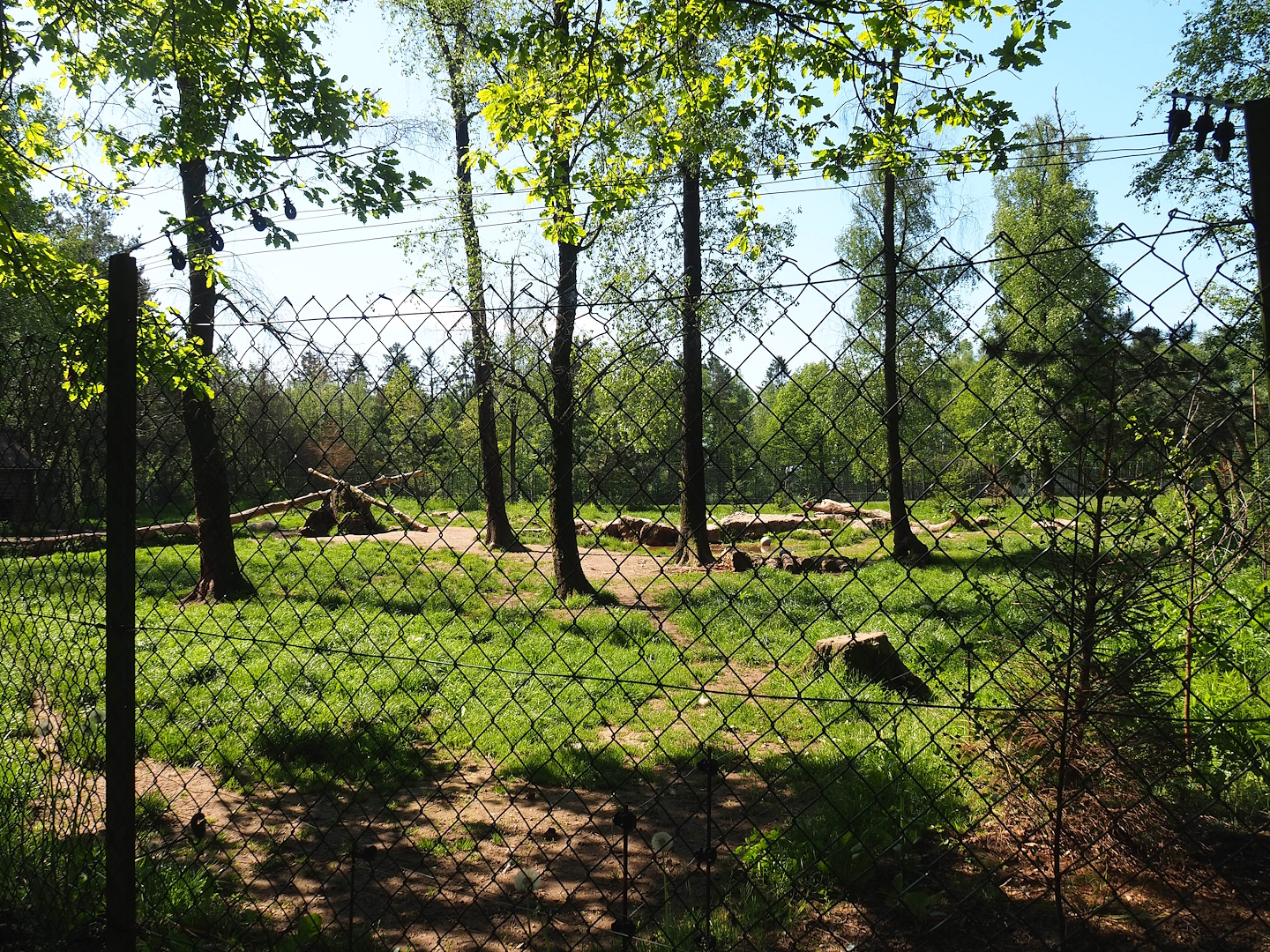 White wolf exhibit, 2023-05-19