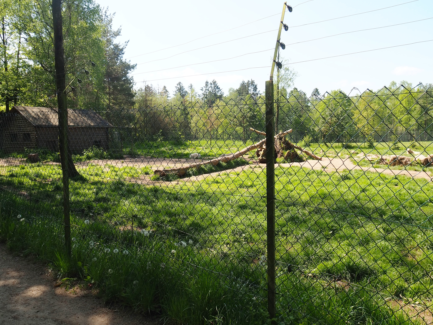 White wolf exhibit, 2023-05-19