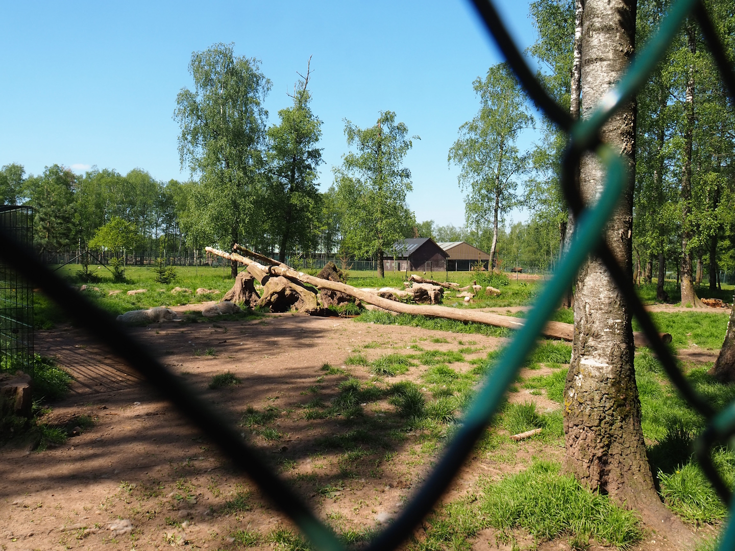 White wolf exhibit, 2023-05-19