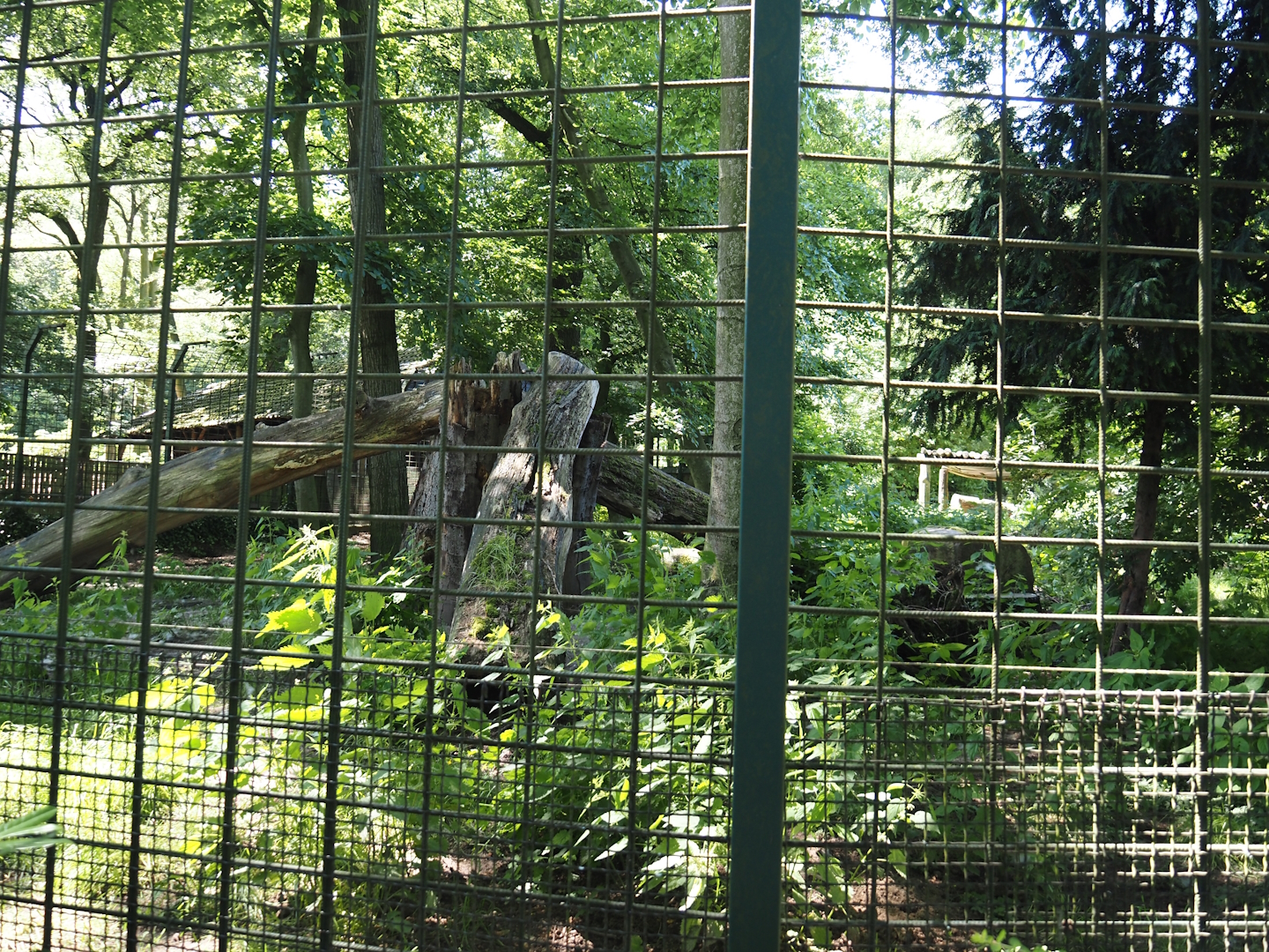 White wolf exhibit, 2024-06-08