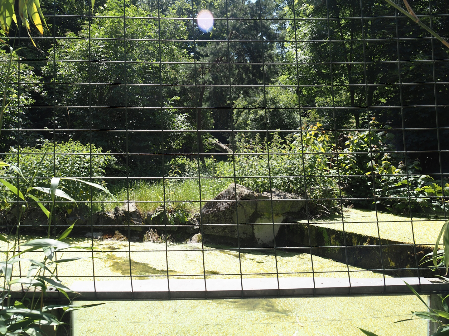 White wolf exhibit, 2024-06-08