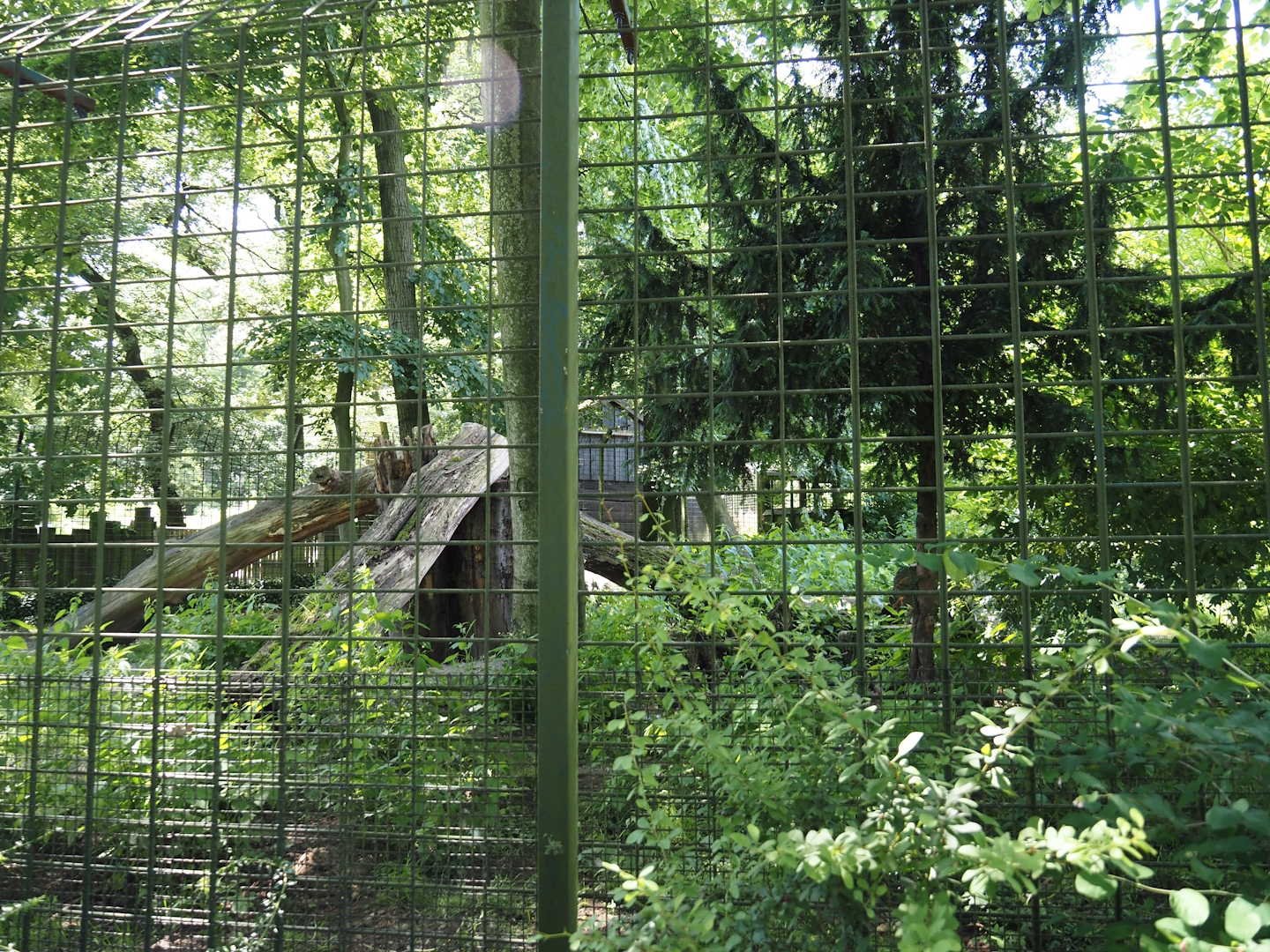 White wolf exhibit, 2024-06-08